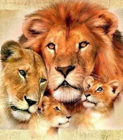 Family of Lion Paint By Numbers