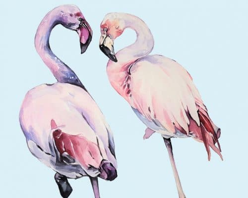 Female Flamingos Paint By Numbers