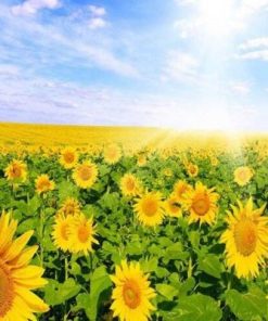 Field of Sunflowers Paint By Numbers