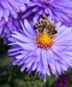 Flowers Bees Paint By Numbers