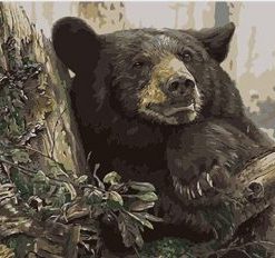 Forest Bear Paint By Numbers