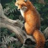 Fox Animals Paint By Numbers