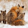 Foxes in Snow Paint By Numbers