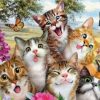 Funny Cats Paint By Numbers