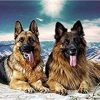 German Shepherd Dogs Paint By Numbers