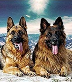 German Shepherd Dogs Paint By Numbers