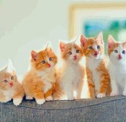 Ginger Kittens Paint By Numbers