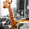 Giraffe in Taxi Paint By Numbers