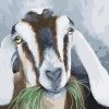 Goats With Grass Paint By Numbers