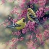 Goldfinch Birds Paint By Numbers