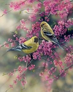 Goldfinch Birds Paint By Numbers