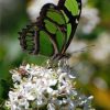 Green Butterfly Paint By Numbers