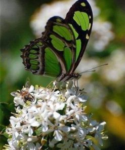 Green Butterfly Paint By Numbers