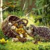 Hedgehog Animals Paint By Numbers