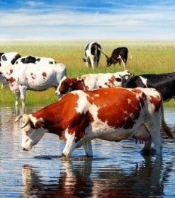 Herd of Cows Paint By Numbers