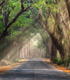 Highway in Woods Paint By Numbers