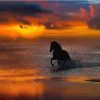 Horses at Sunset Paint By Numbers