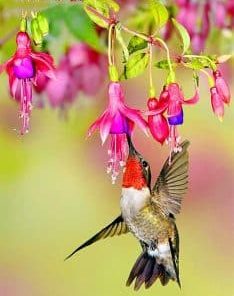 Hummingbird Flowers Paint By Numbers