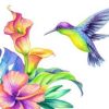 Hummingbird Paint By Numbers