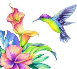 Hummingbird Paint By Numbers