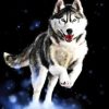 Husky Animals Paint By Numbers