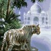 Indian Tiger Paint By Numbers