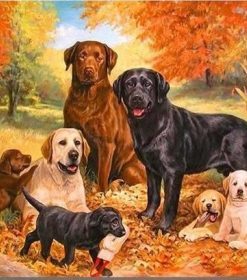 Labrador Dogs Paint By Numbers