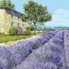 Lavender Field Paint By Numbers