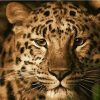 Leopard Animals Paint By Numbers