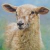 Little Sheep Paint By Numbers