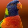 Lorikeet Parrot Paint By Numbers