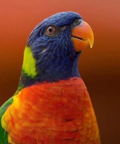 Lorikeet Parrot Paint By Numbers