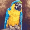 Macaw Birds Paint By Numbers