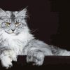 Maine Coon Paint By Numbers