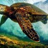 Marine Turtle Paint By Numbers