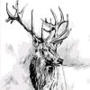 Monochrome Deer Paint By Numbers
