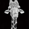 Monochrome Giraffe Paint By Numbers