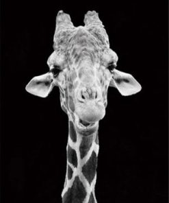 Monochrome Giraffe Paint By Numbers