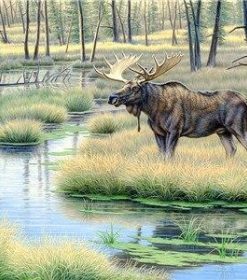 Moose Animal Paint By Numbers