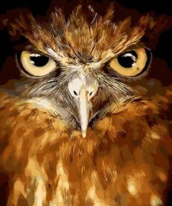 Owl Eyes Paint By Numbers