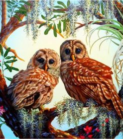 Owls Birds Paint By Numbers