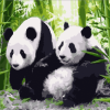 Panda Couple Paint By Numbers