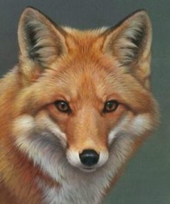 Peyan Fox Paint By Numbers