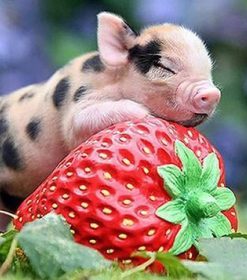 Pig on Strawberries Paint By Numbers