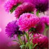 Pink Aster Paint By Numbers