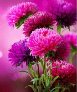 Pink Aster Paint By Numbers