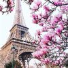 Blossom in Paris Paint By Numbers