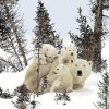 Polar Bear Family Paint By Numbers