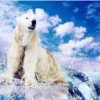 Powerful Polar Bear Animals Paint By Numbers