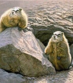 Prairie Dogs Paint By Numbers